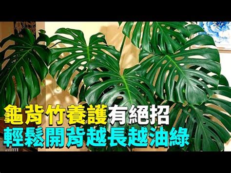 龜背芋可以放房間嗎|3 分鐘認識龜背芋照顧 、種植方法，綠手指必讀完整介。